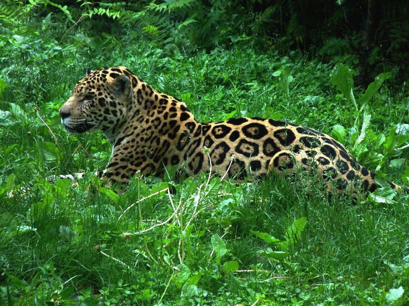 [Leopard2.jpg]