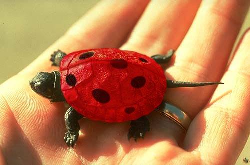 [Tiny+Red+Turtle+Spots.jpg]