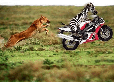 [zebra+lion.jpeg]