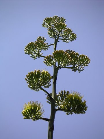 [agave++parryi.jpg]