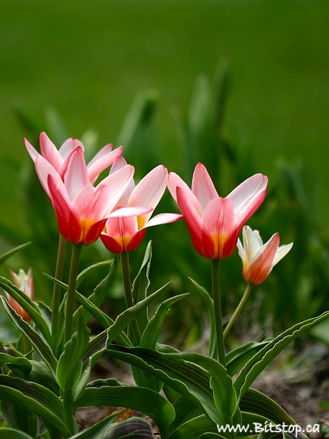 [tulips-may21.jpg]