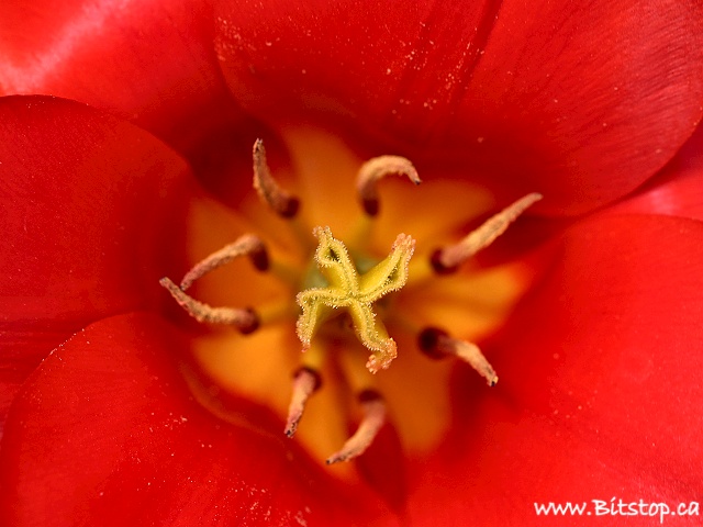 [tulip-may21.jpg]