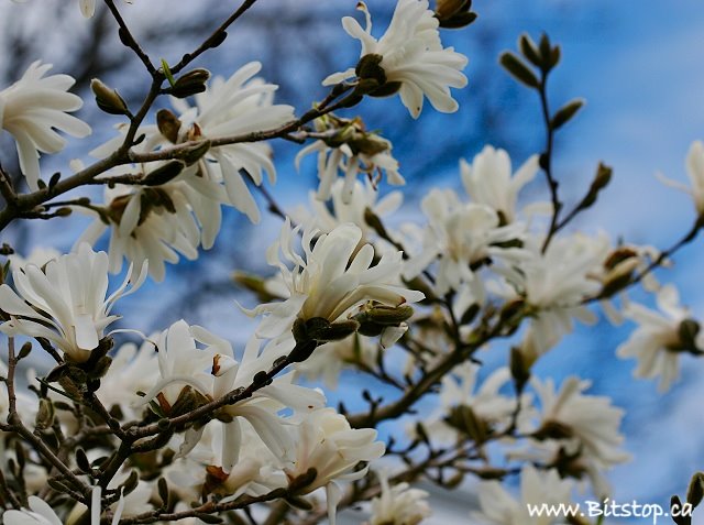 [magnolia-may25.jpg]