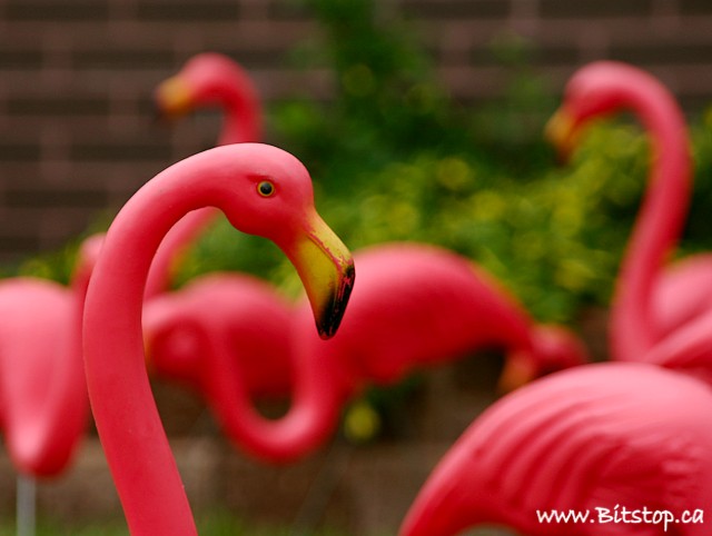 [flamingo-june30.jpg]