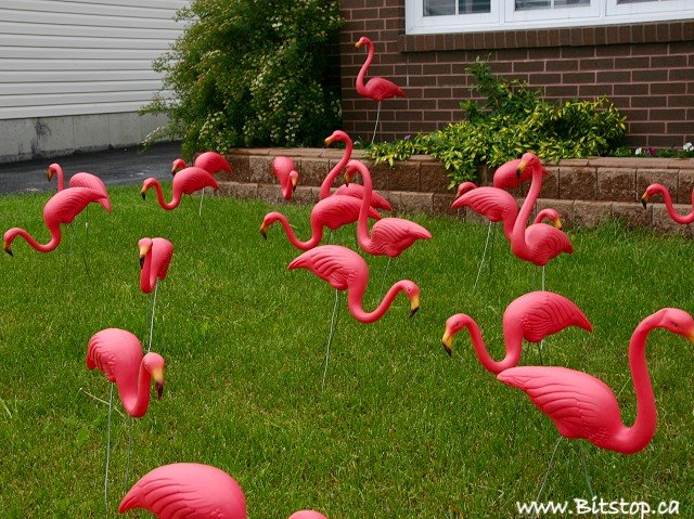 [flamingos-june30.jpg]