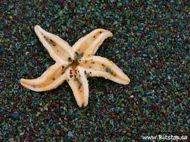 [starfish3-july23.jpg]