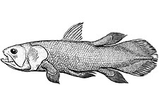 Diagram of Coelacanth