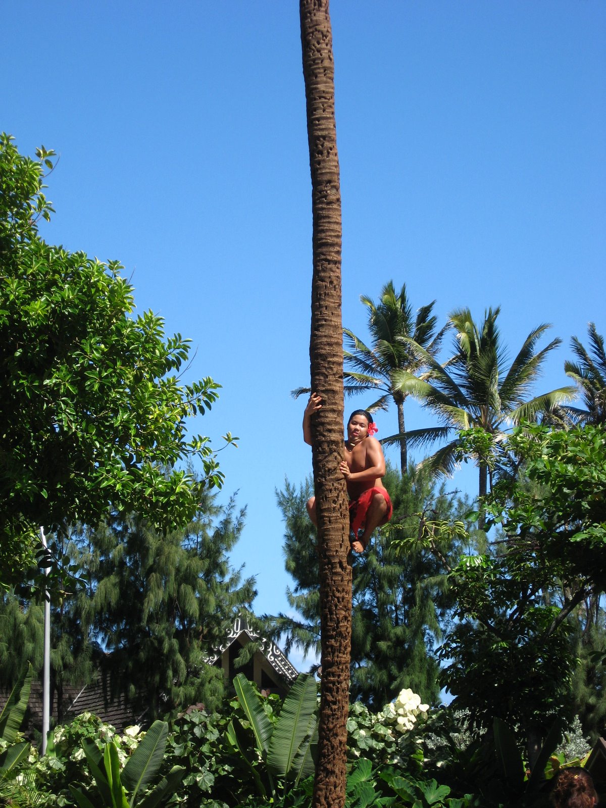 [October+9+coconut+climber.JPG]