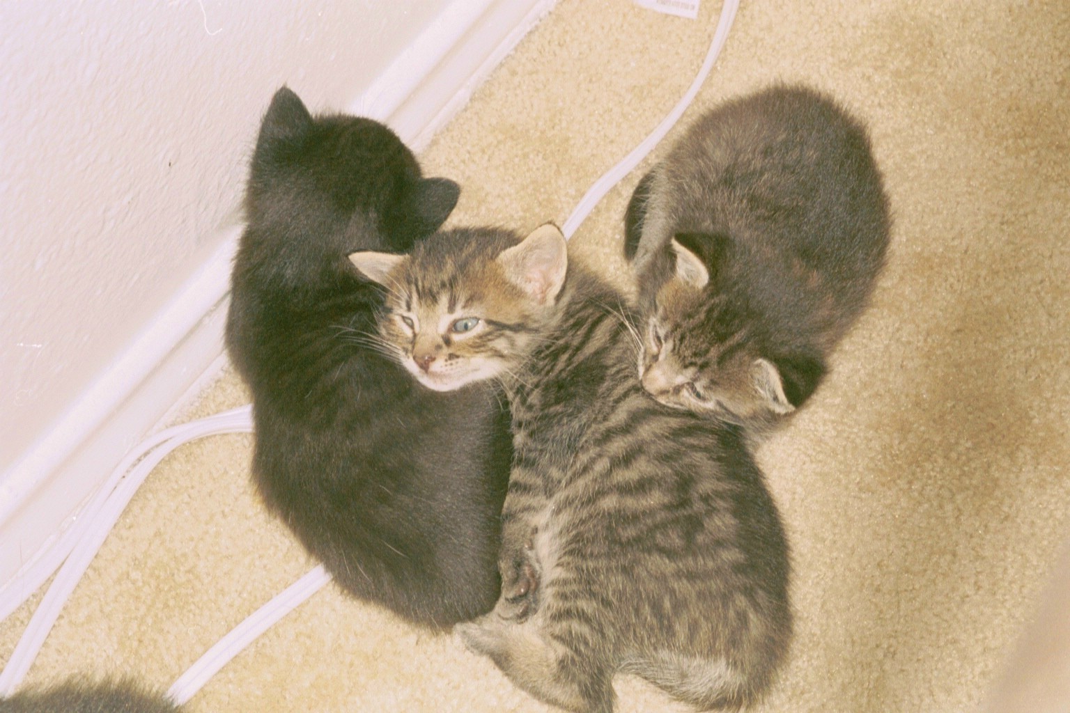 [Three+kittens.jpg]