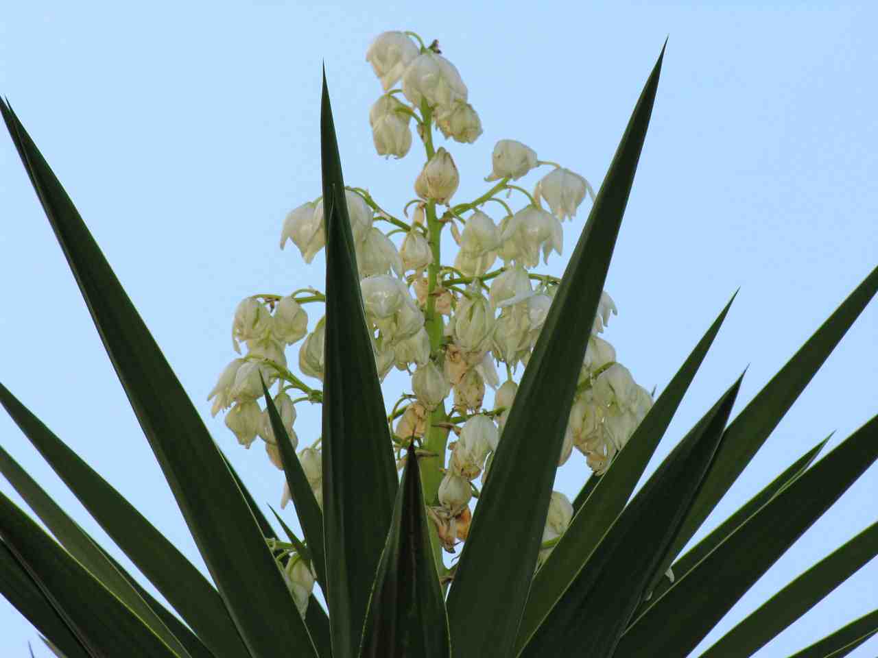 [Yuccaflower.jpg]