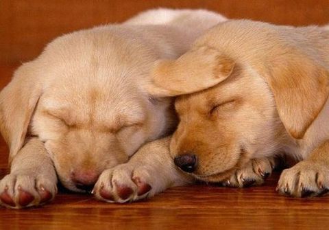 [puppies-sleeping.jpg]