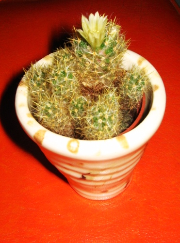 [cactusflower.JPG]
