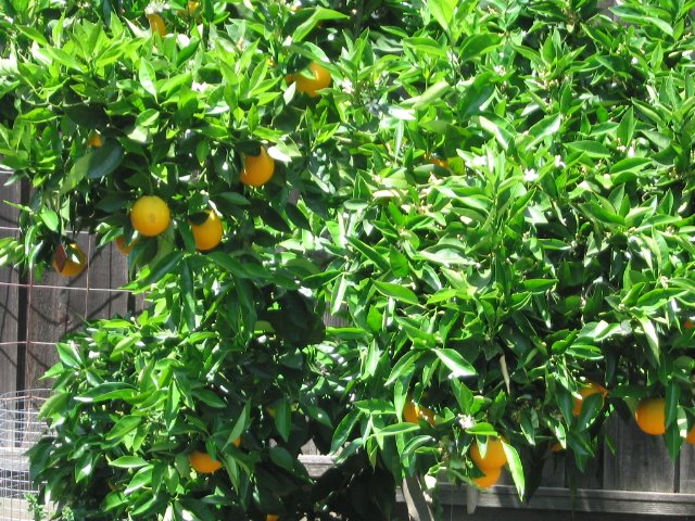 [may2008_oranges.jpg]