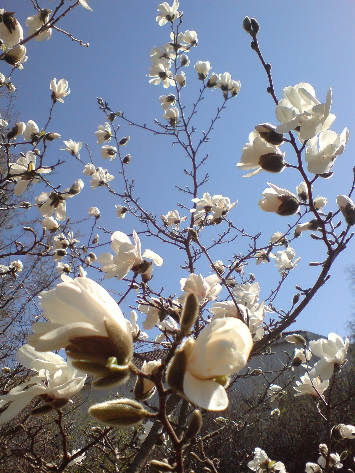 [magnolia+i+Frognerparken.jpg]