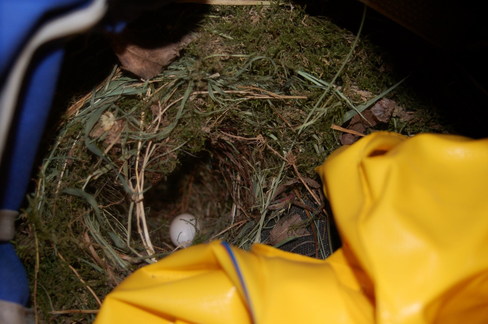 [garage+bird's+nest.jpg]