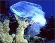 [plastic_bags_look_like_jelly_fish.jpg]