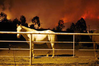 [disaster_cafire_240x160_horse.jpg]