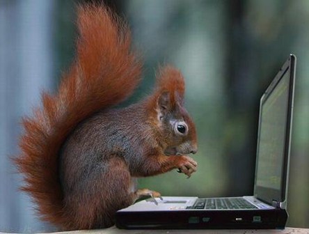 [squirrel-hacker.jpg]