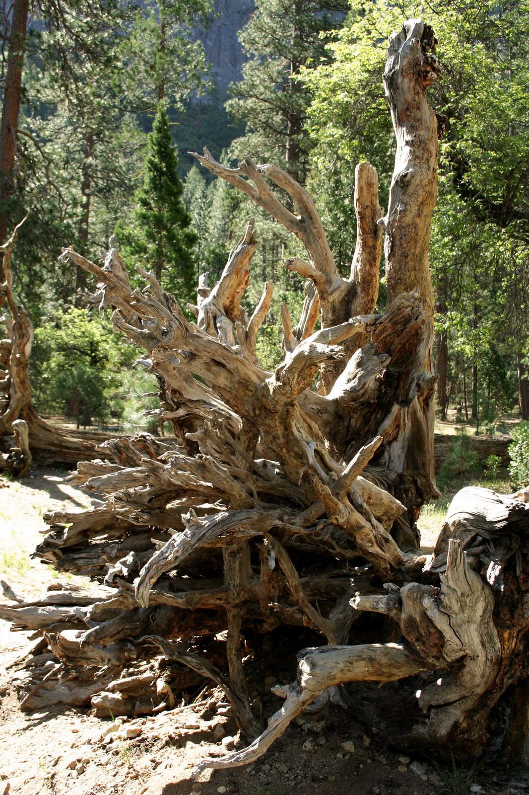 [Yosemite+2008+274.jpg]