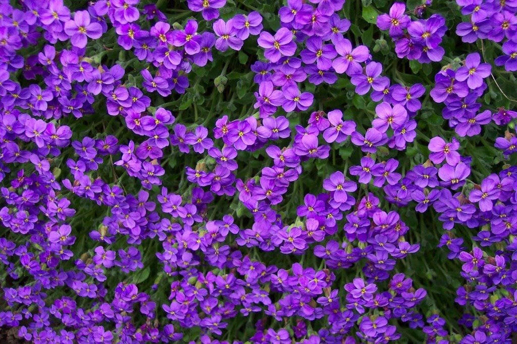 [violets.jpg]