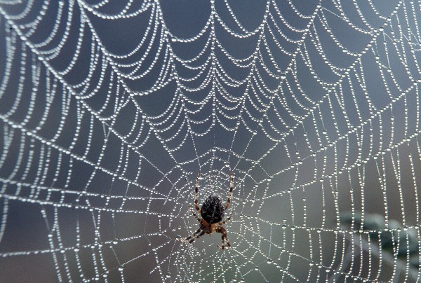[silky+Spider+web.jpg]