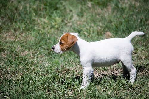 [jackrussell.bmp]