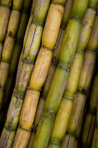 [sugarcane1fa.jpg]