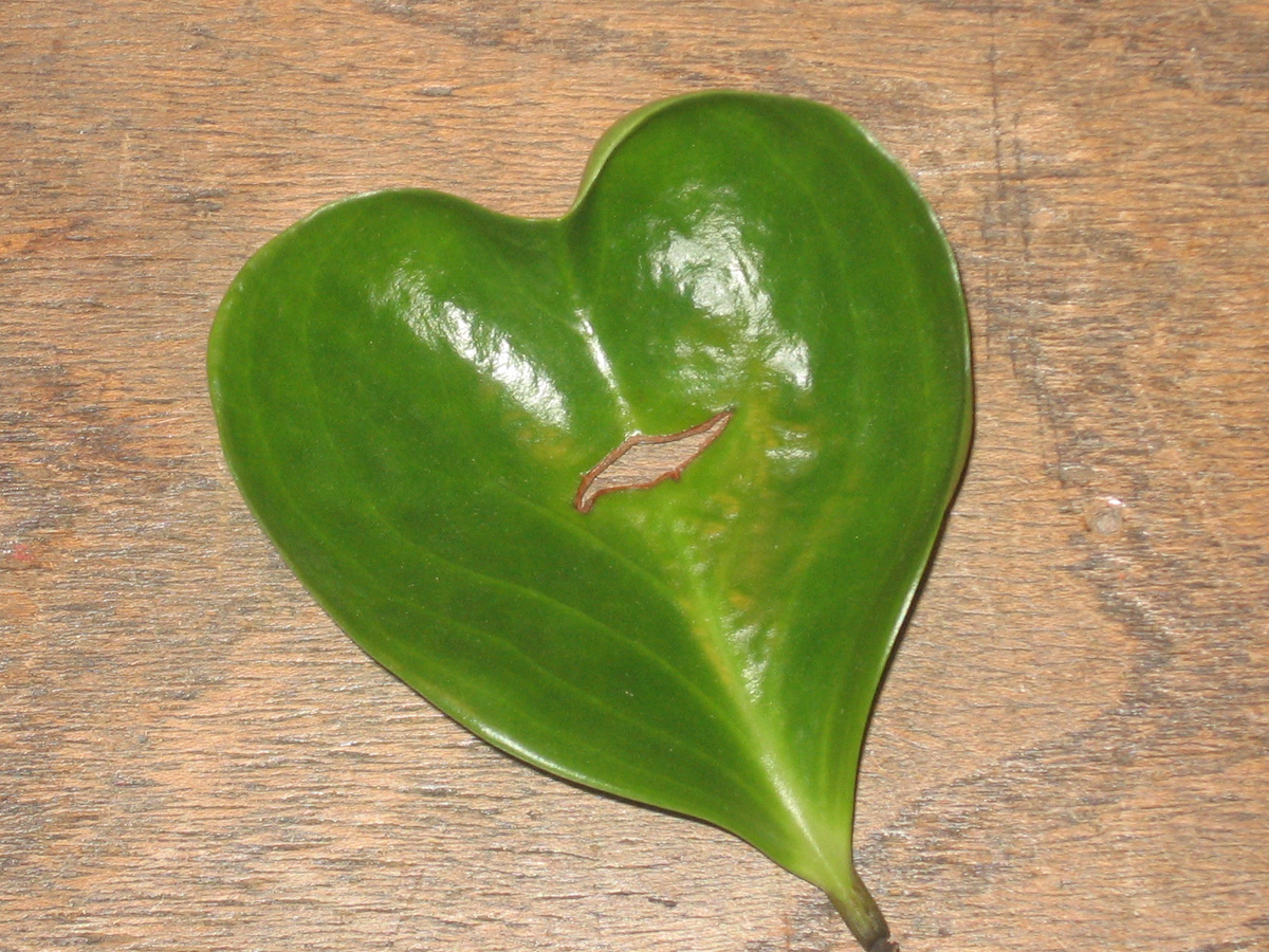 [leaf_heart.jpg]