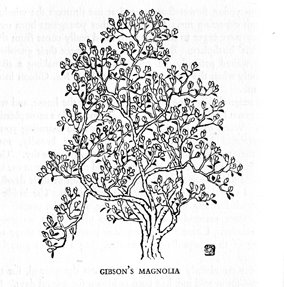 [gibson's+magnolia.jpg]