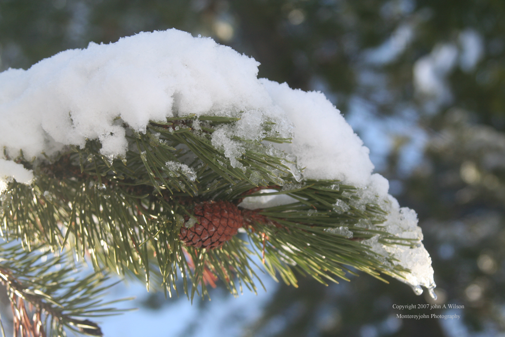 [Snowy+Branch.jpg]