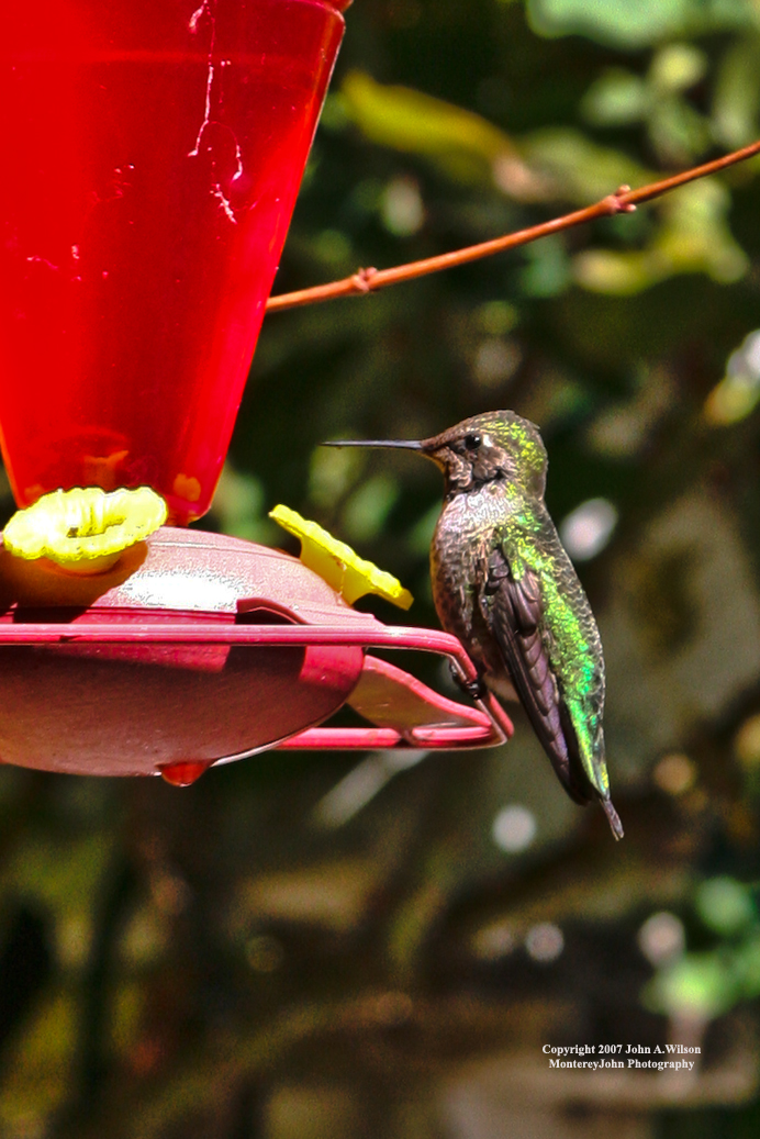 [Hummingbird+002.jpg]