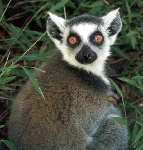 [lemur3.jpg]