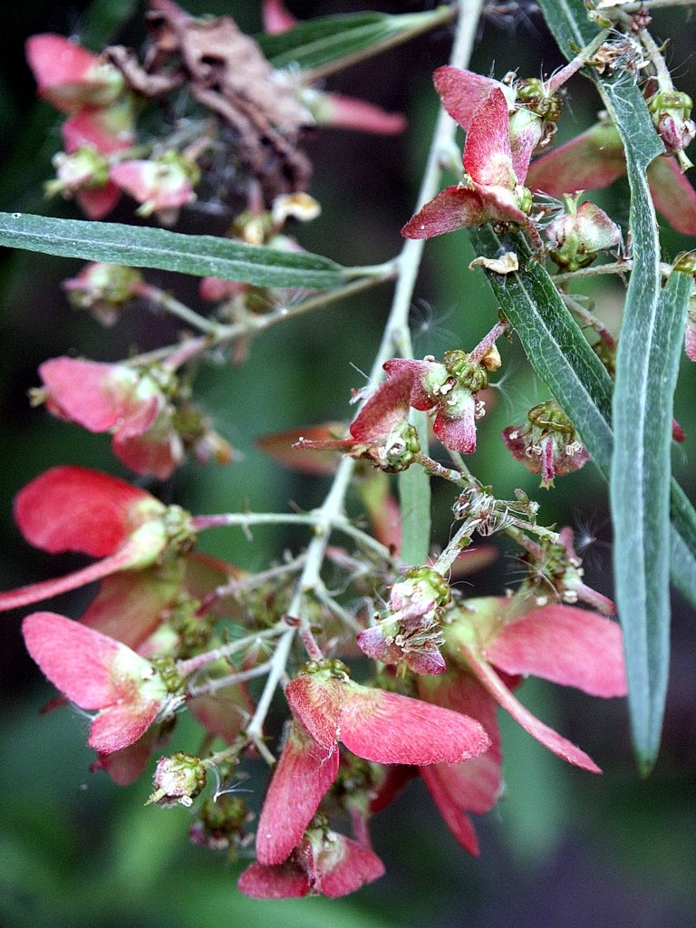 [Mariposa+(Heteropterys+angustifolia)+c.jpg]