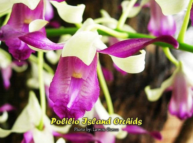 [Orchids+at+Polilio+Islands.jpg]