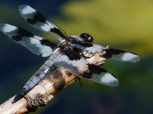 [dragonfly2.jpg]