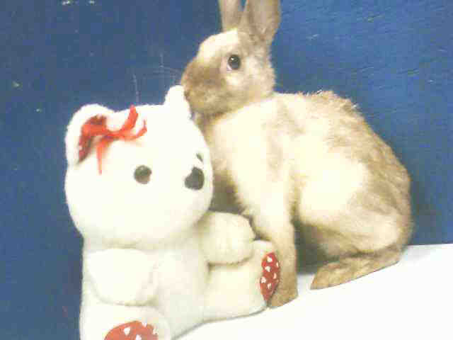 [bunny+and+teddy.jpg]