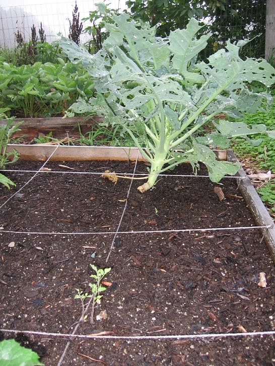 [garden+broccoli+babytom.JPG]