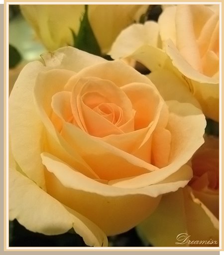 [flower-peach-rose-500-0701.jpg]