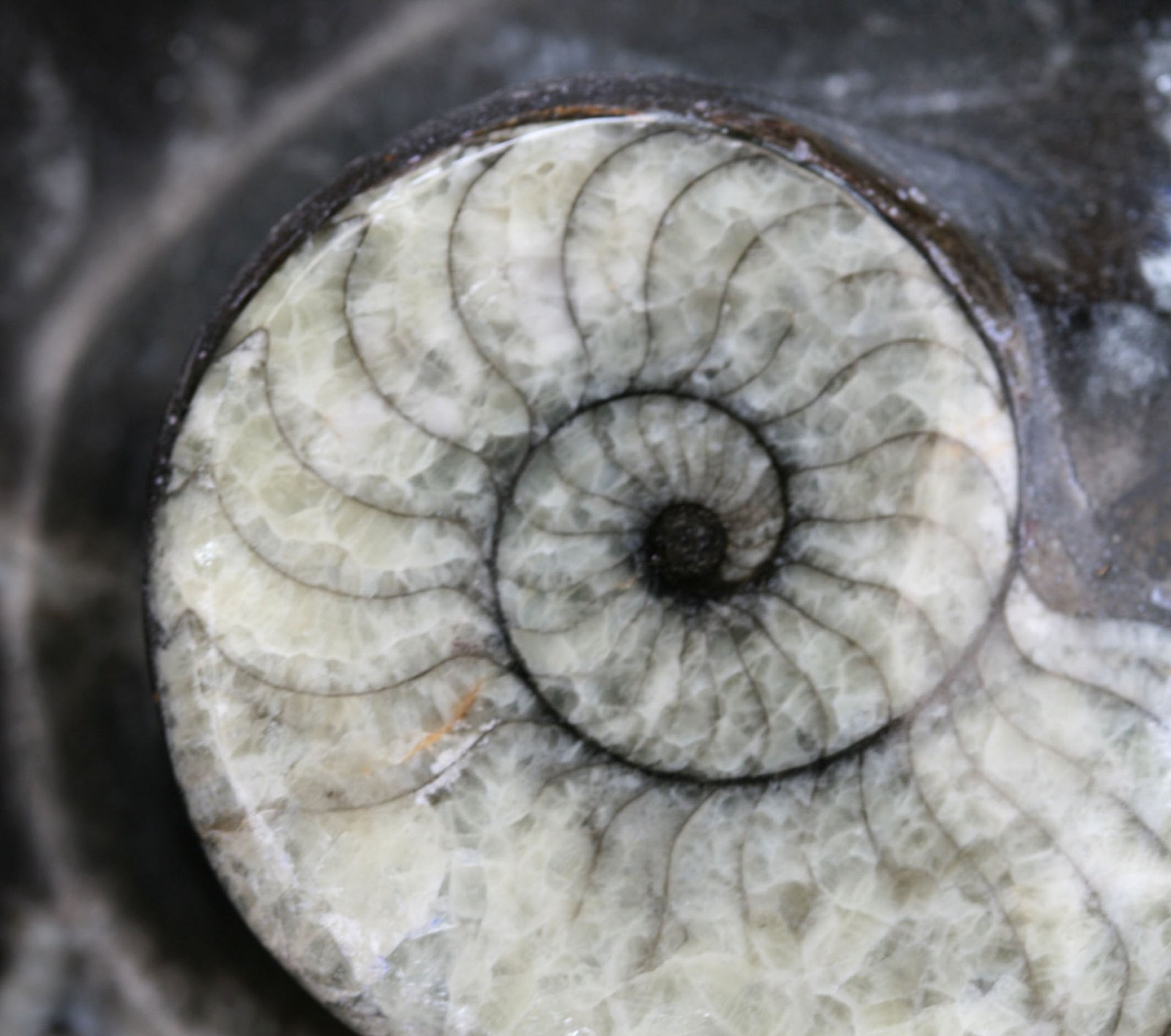 [ammonite.jpg]
