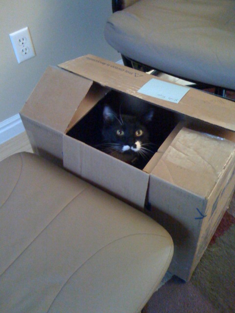 [Cat+in+Box.jpg]