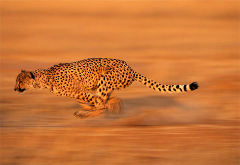 [cheetah-sprinting.jpg]