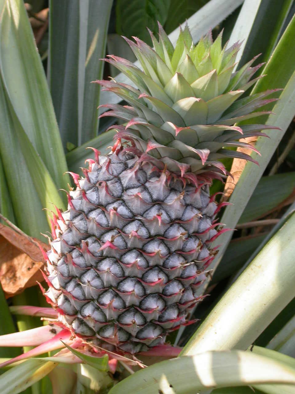 [Pineapple1.JPG]