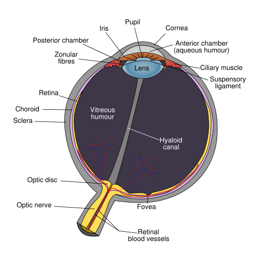 [schematic_diagram_of_the_human_eye.png]