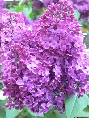 [Lilac-5-15-08.jpg]