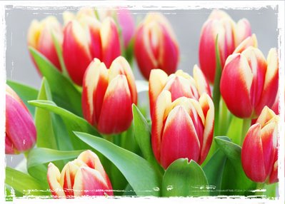 [tulips4.jpg]