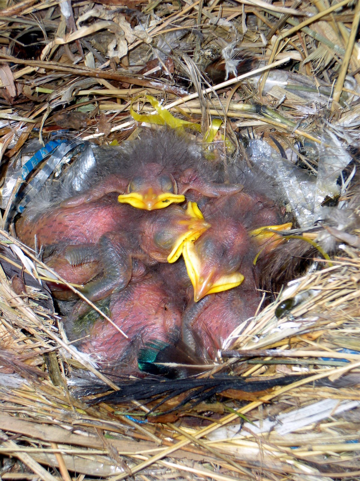 [Birds+in+the+nest2.jpg]