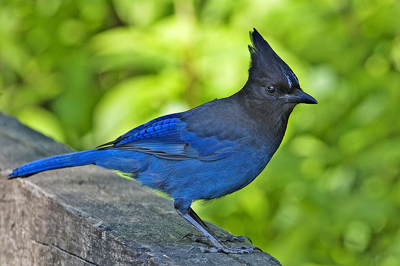 [800px-Stellers_jay_-_natures_pics.jpg]