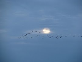 Sandhill Cranes & Moonlight