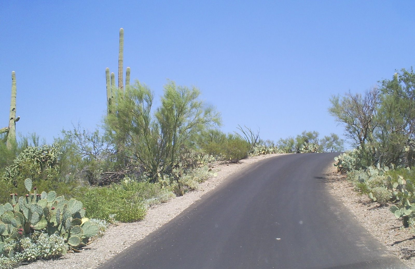 [2007-09-03+-+Saguaro+National+Park+8+Miler+016a.jpg]