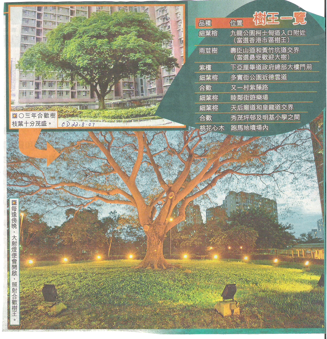 [HK+Tree+News+-++Flood+lighting+on+Mature+Albizia+in+Sau+Mau+Ping+002.jpg]